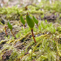 34. Buxbaumia viridis (photo-copyright: Urs A. Treier)