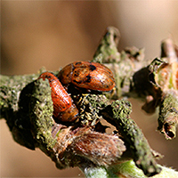 42. Gonioctena leaf beetle on Sorbus (photo-copyright: Patrick Mardulyn)