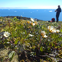 48. Tundra plants are often only a few centimeters tall – Dryas integrifolia growing on Disko Island, western Greenland (photo-copyright: Normand-Treier)