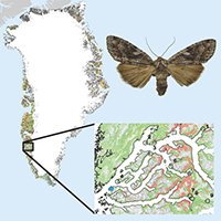 56. Effects of insect outbreaks on Arctic vegetation (detail from Fig. 1 & 4, Eurois occulta picture from https://commons.wikimedia.org/wiki/File:Eurois_occulta.01.jpg)