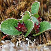 8. Salix herbacea (Photo-copyright: Inger Alsos)