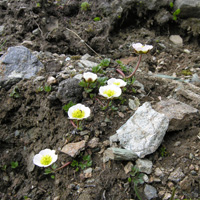 18. Ranunculus glacialis (Photo-copyright: Normand-Treier)