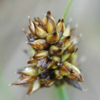 2. Carex maritima (Photo-copyright: Thomas Retsloff)