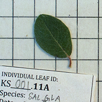 49. Leaf of a Salix glauca plant collected for trait analyses (photo-copyright: Normand-Treier)