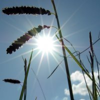 15. Carex flacca in sun (Photo-copyright: Normand-Treier)