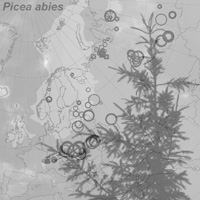 19. Late Pleistocene and Holocene distribution of macrofossil and stomata records for Picea (Fig. 1 modified; Picea abies photo copyright: Normand-Treier)