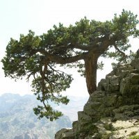 Pinus nigra subsp. laricio on Corisca (Photo-copyright: Normand-Treier)