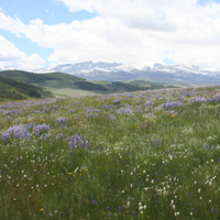 11. Species rich meadow and geographic heterogeneity (Photo-copyright: Normand-Treier)